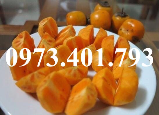 Cây giống hồng giòn